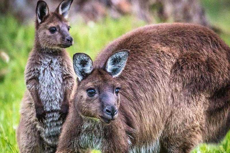 Sea Dragon Kangaroo Island Penneshaw Exterior foto