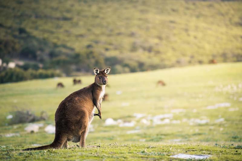 Sea Dragon Kangaroo Island Penneshaw Exterior foto