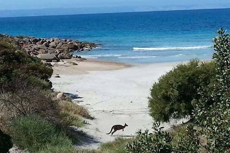 Sea Dragon Kangaroo Island Penneshaw Exterior foto